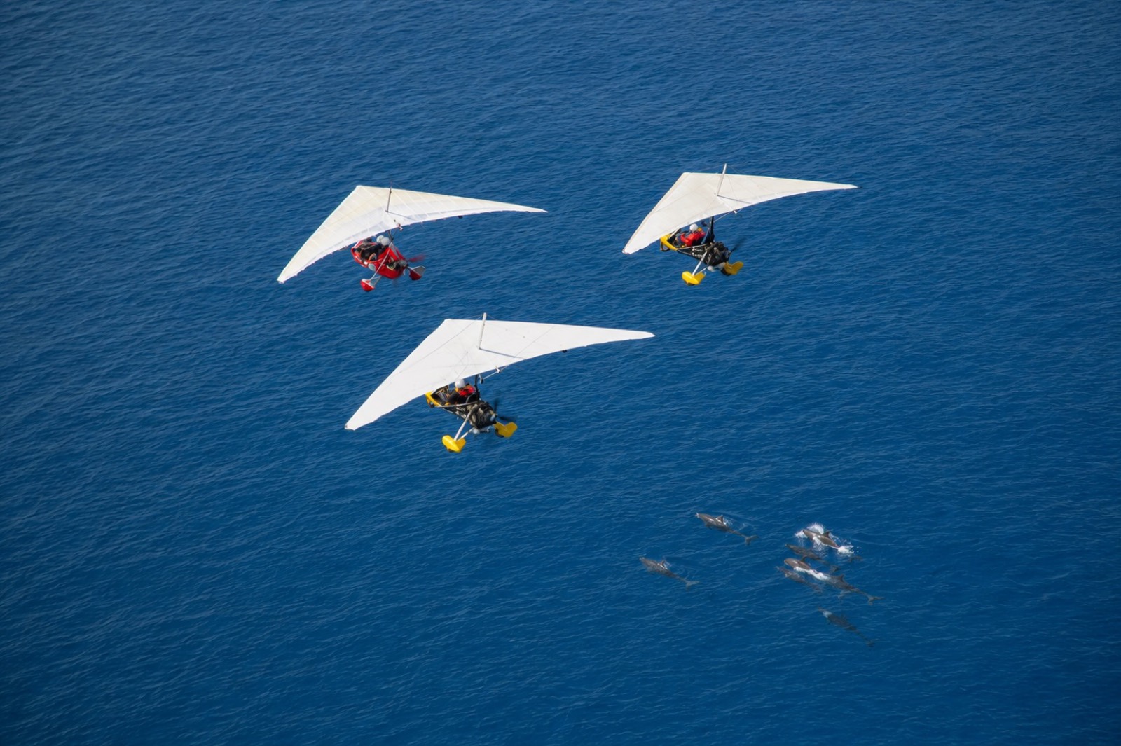 Three GoSky Hawaii powered hang gliders over deep blue water with a pod of dolphins below